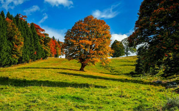 HD PC desktop wallpaper of a morning forest scene with a vibrant tree standing in a sunlit grassy clearing under a clear blue sky.