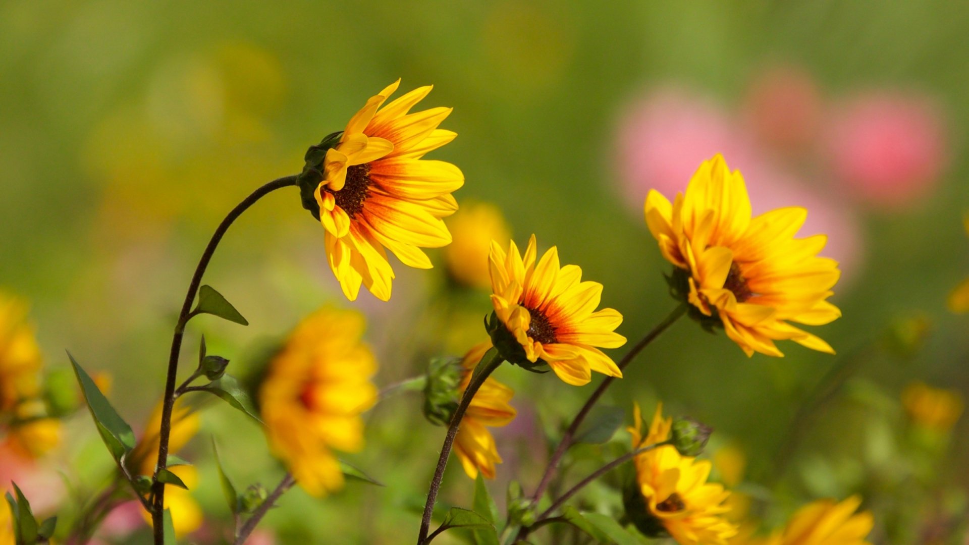 HD desktop wallpaper featuring vibrant yellow flowers in nature with a soft, blurred background of green and pink hues.