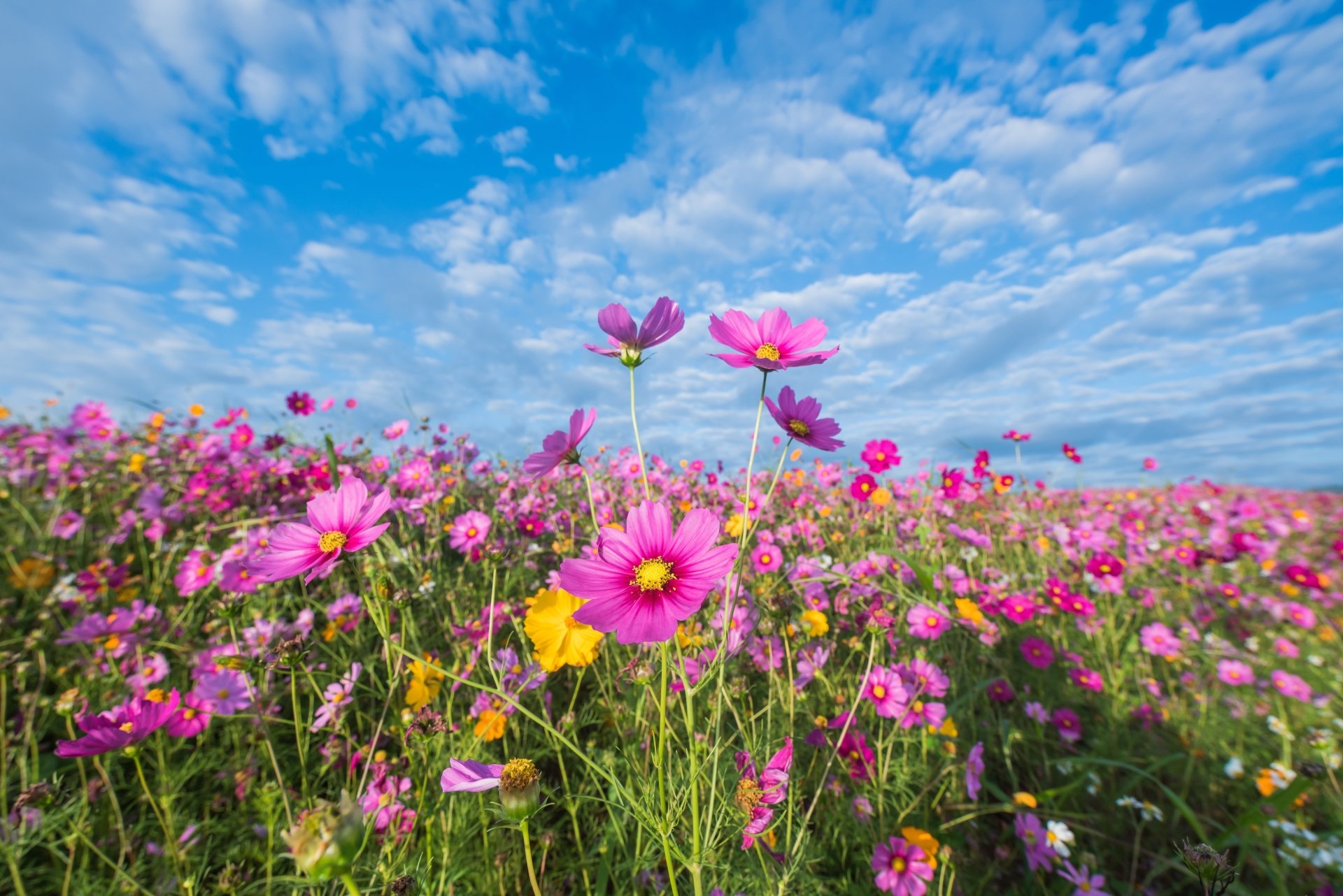 Download Summer Pink Flower Flower Nature Cosmos 4k Ultra HD Wallpaper