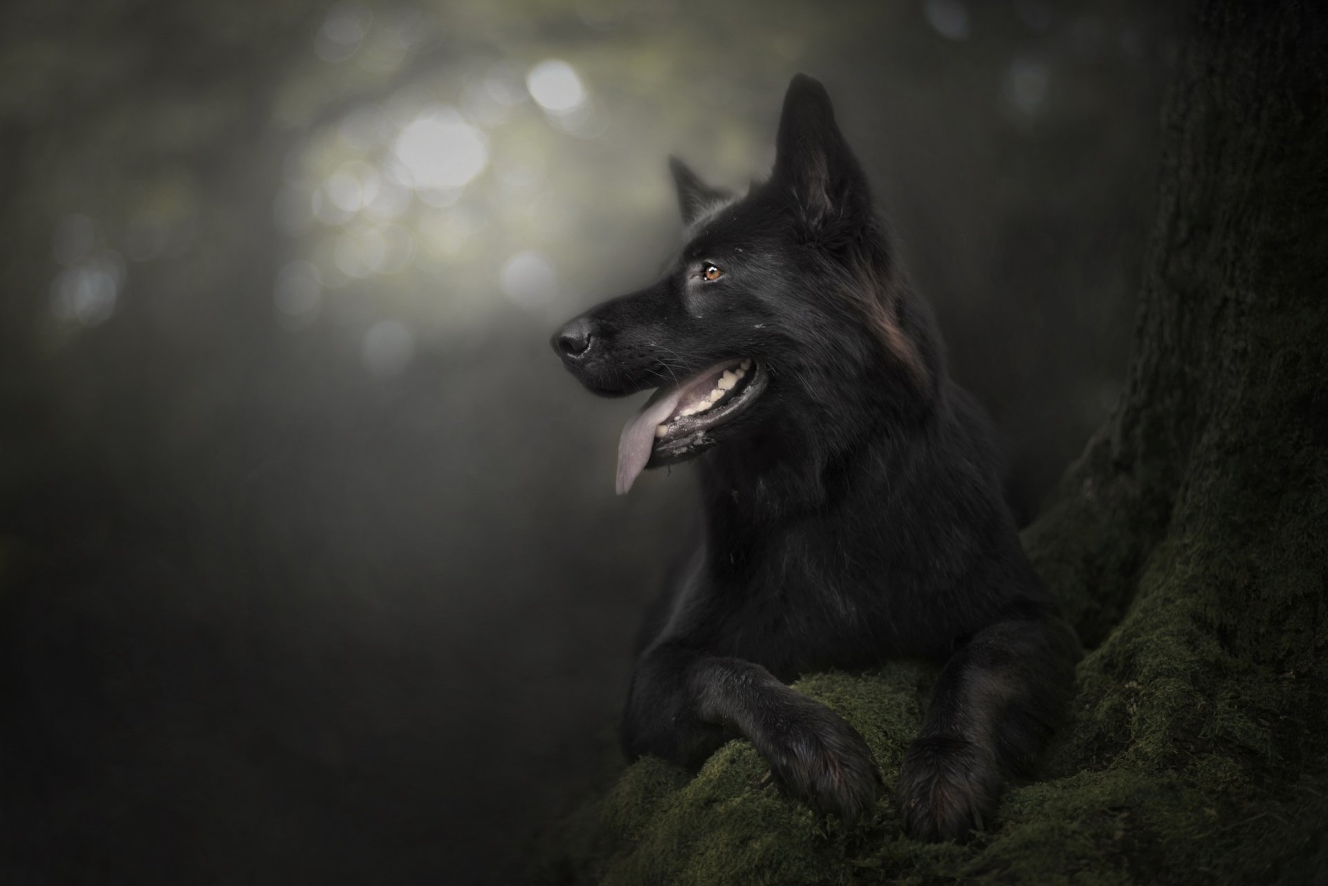 Animal German Shepherd HD Wallpaper by Kasia Heinrich