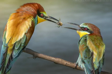 Vibrant bee-eater birds on a branch sharing a bee — colorful animal close-up, HD PC desktop wallpaper background.