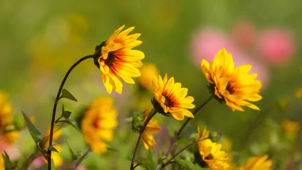 HD desktop wallpaper featuring vibrant yellow flowers in nature with a soft, blurred background of green and pink hues.