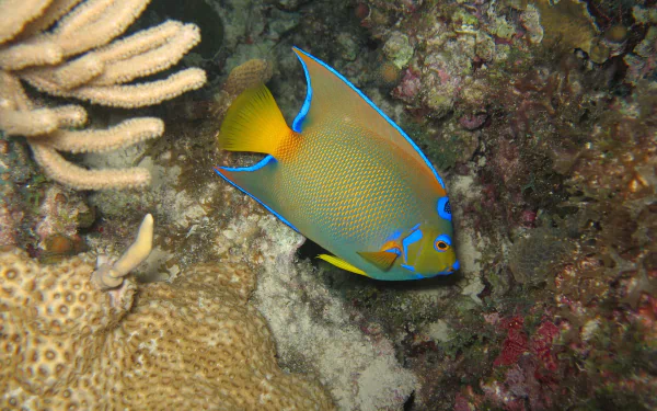  Queen angelfish by Jorge Sanchez