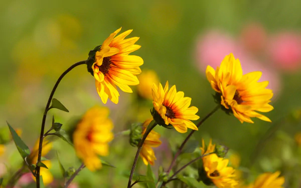 HD desktop wallpaper featuring vibrant yellow flowers in nature with a soft, blurred background of green and pink hues.