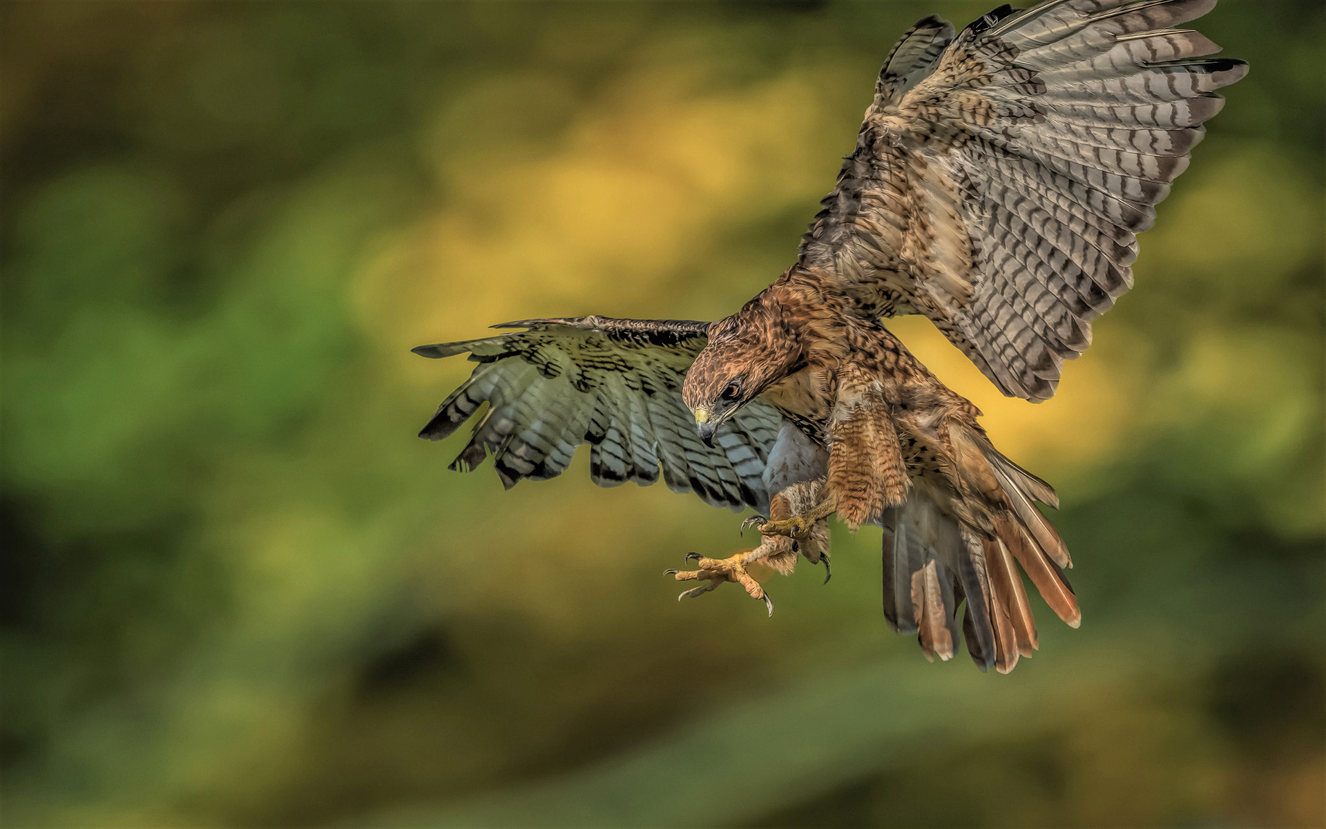 Animal Red-Tailed Hawk HD Wallpaper | Background Image