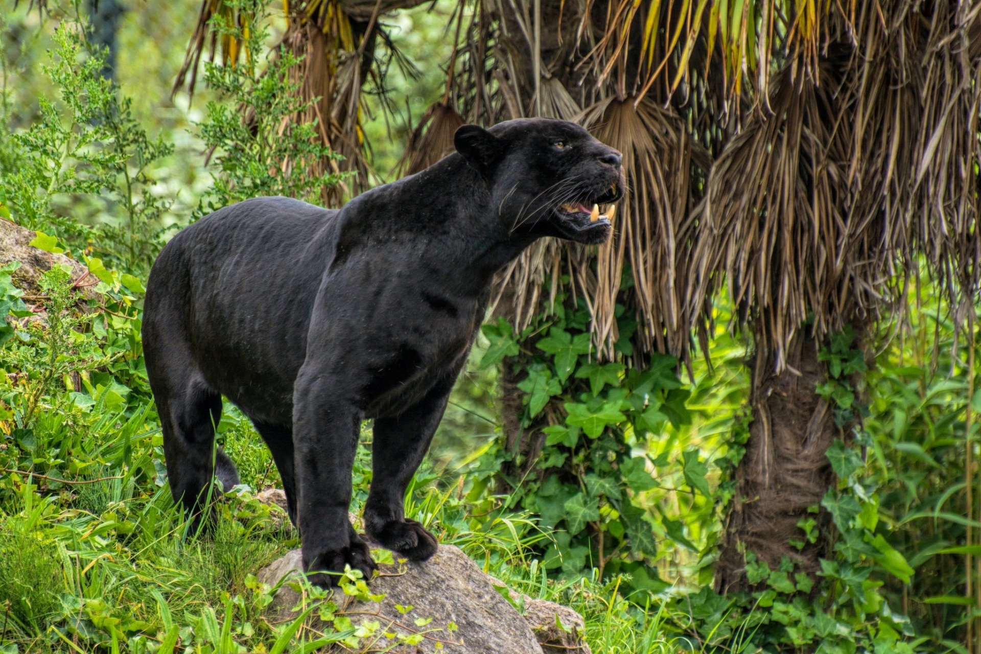 Black Panther HD Wallpaper | Background Image | 2048x1365