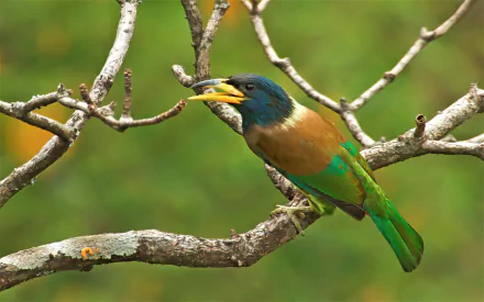 great barbet branch Animal Barbet HD Desktop Wallpaper | Background Image