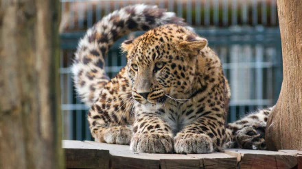 zoo Animal leopard HD Desktop Wallpaper | Background Image