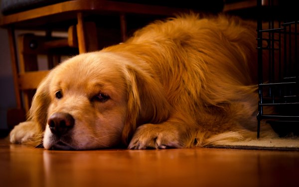 Animal Golden Retriever Dogs Dog HD Wallpaper | Background Image