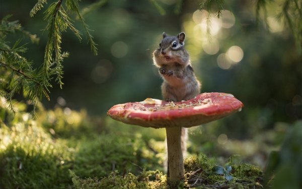 Animal Chipmunk Rodent Mushroom HD Wallpaper | Background Image