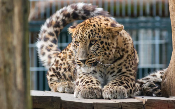 zoo Animal leopard HD Desktop Wallpaper | Background Image