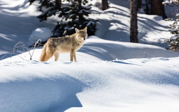 Animal Coyote Snow HD Wallpaper | Background Image