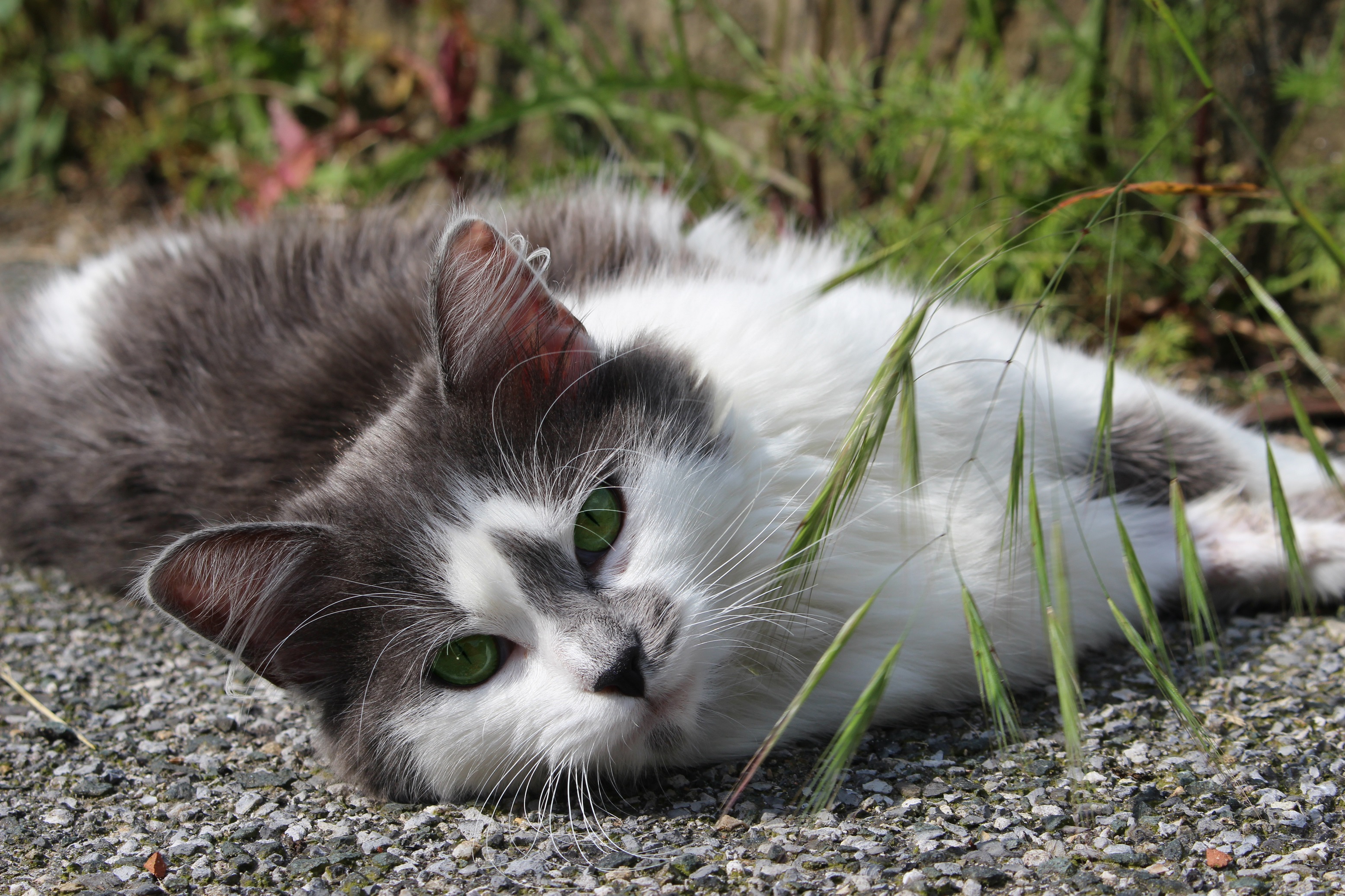 Grey and White Female Cat by julie_vy12