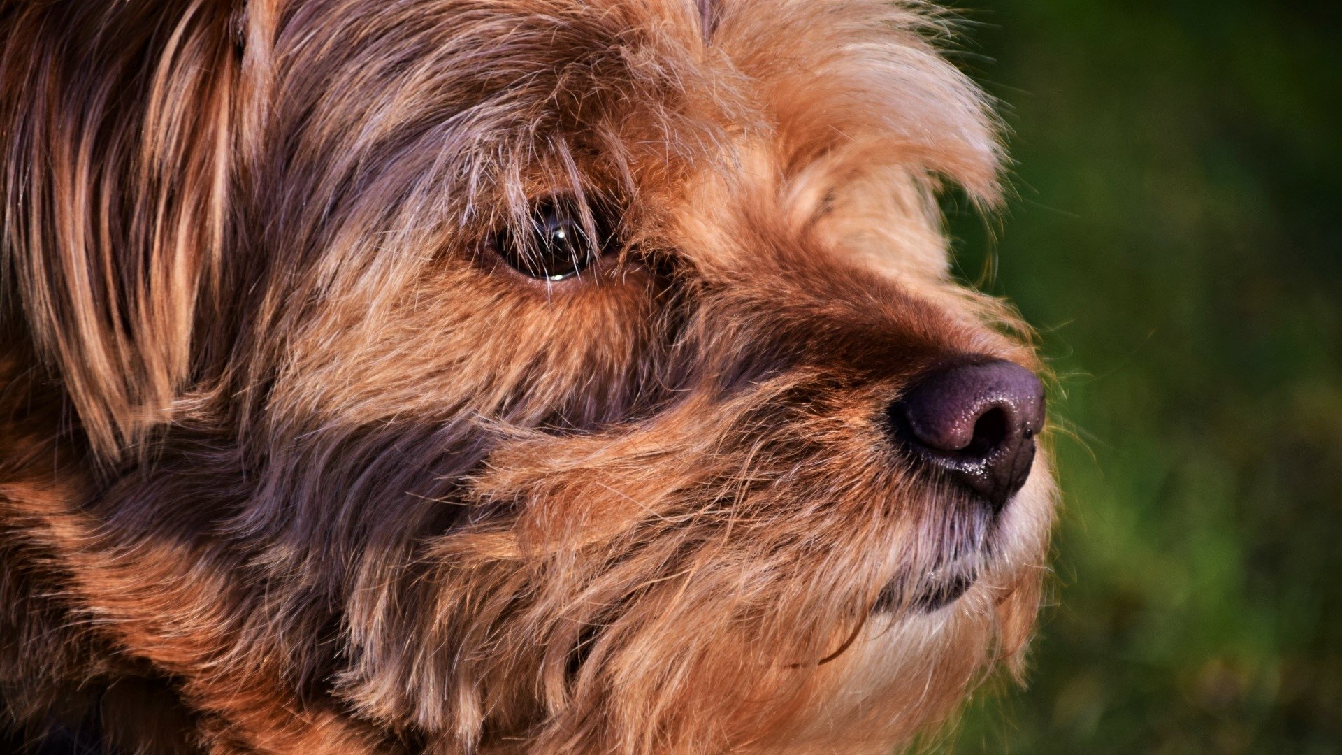 Close-up HD desktop wallpaper of a terrier dog with detailed fur and expressive eyes against a blurred green background.