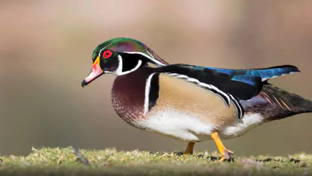  Male Wood Duck