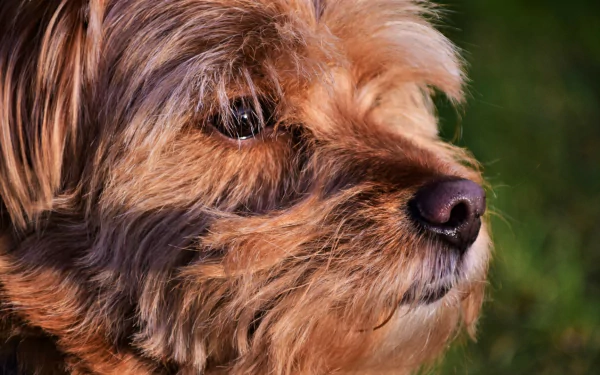 Close-up HD desktop wallpaper of a terrier dog with detailed fur and expressive eyes against a blurred green background.