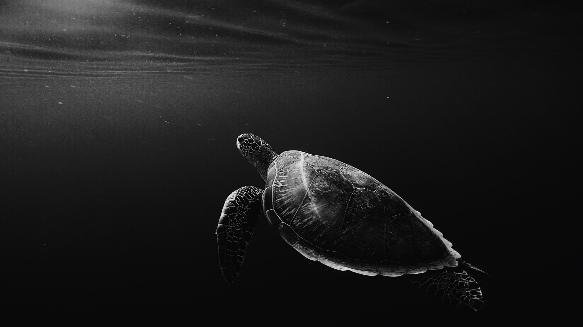 Download Animal Turtle 4k Ultra HD Wallpaper