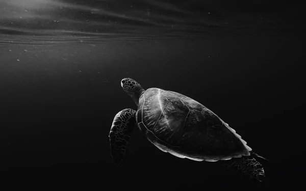 Animal turtle HD Desktop Wallpaper | Background Image