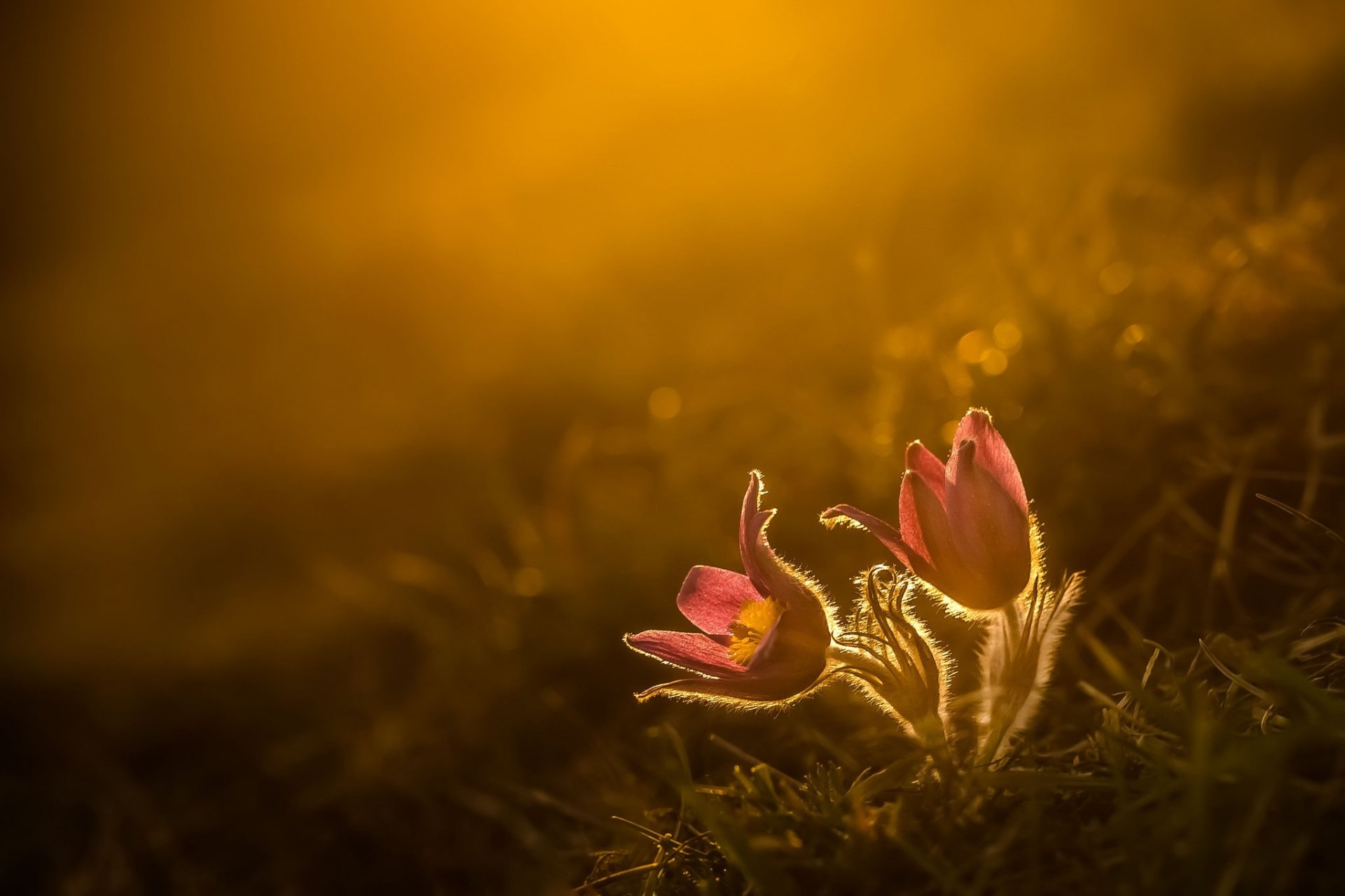 Download Close-up Blur Sunset Nature Flower HD Wallpaper | 2048x1365 ...