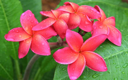  Pink Plumeria