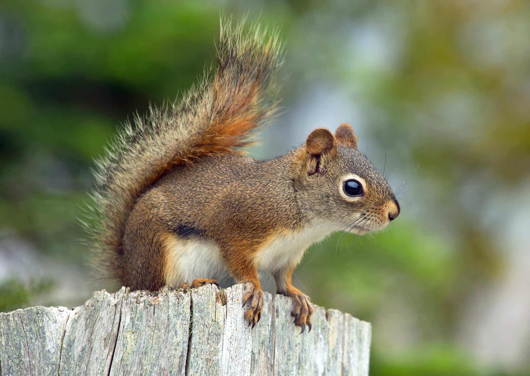 Download Rodent Animal Squirrel HD Wallpaper