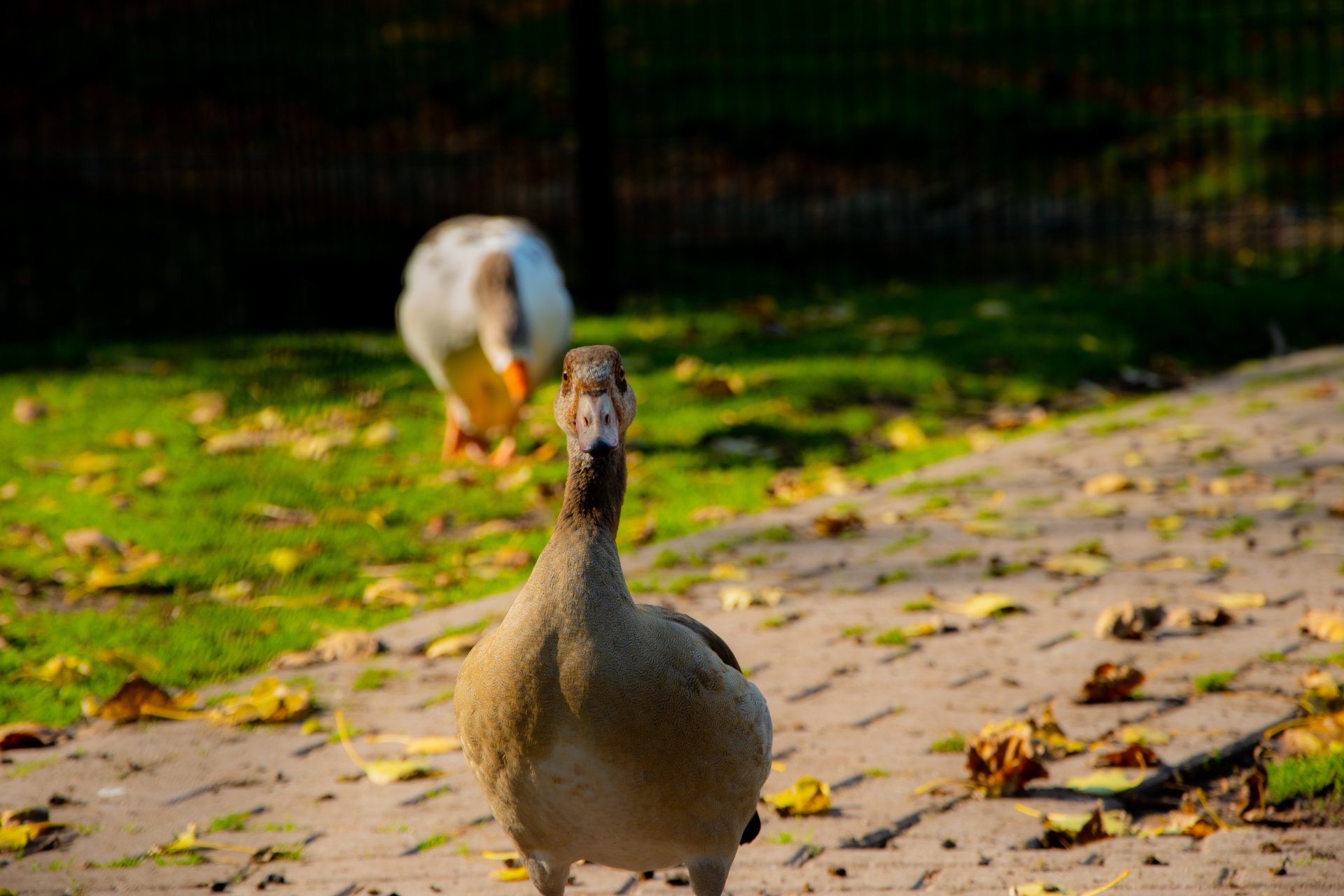 Watching by CrashingDutchman