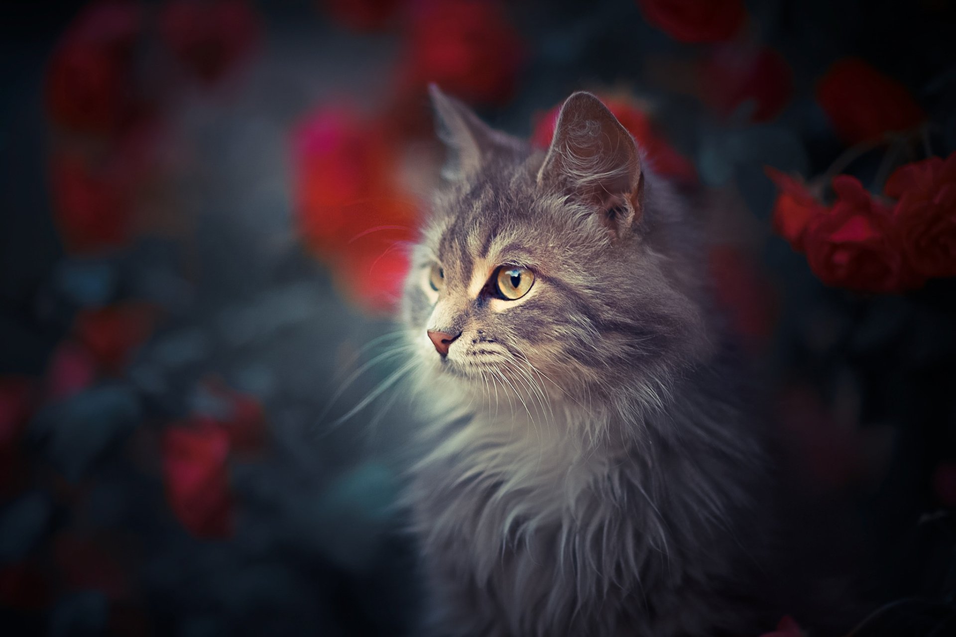 download-animal-cat-hd-wallpaper