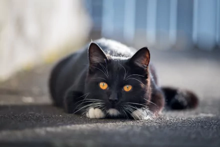 HD desktop wallpaper of a black and white cat with striking orange eyes, lying low and staring intently, capturing a captivating animal moment.