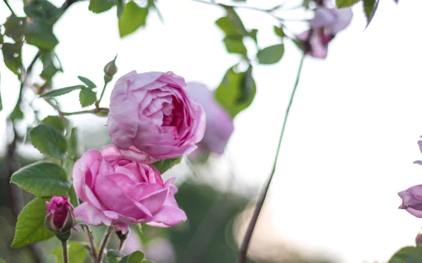 pink rose flower nature rose HD Desktop Wallpaper | Background Image