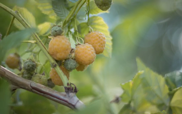food raspberry HD Desktop Wallpaper | Background Image