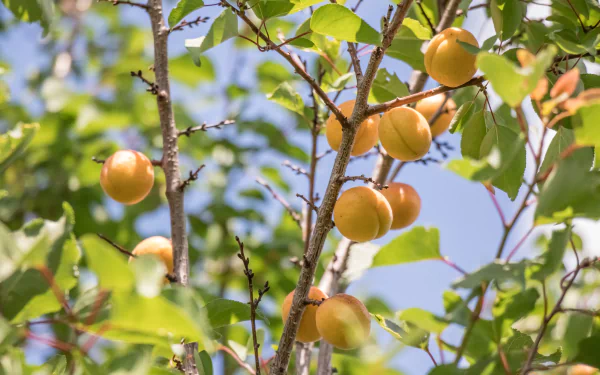 nature apricot tree HD Desktop Wallpaper | Background Image