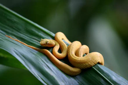 eyelash viper snake Animal viper HD Desktop Wallpaper | Background Image