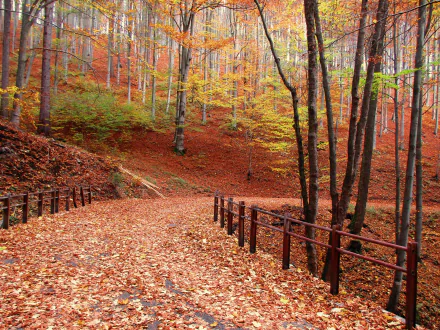 4K Ultra HD wallpaper of a serene fall forest scene with a leaf-covered path leading to a wooden bridge surrounded by colorful autumn trees in nature.