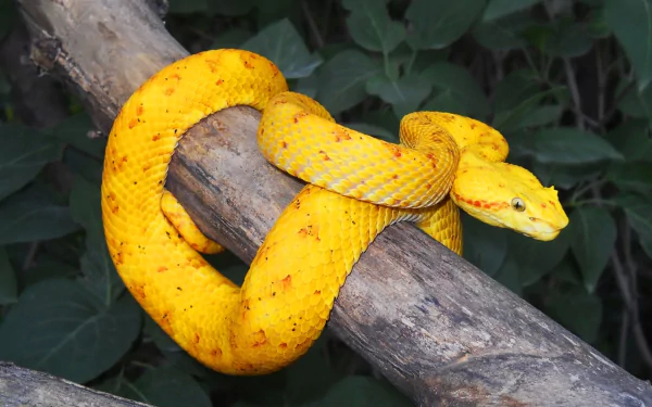 eyelash viper snake Animal viper HD Desktop Wallpaper | Background Image