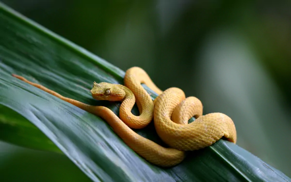 eyelash viper snake Animal viper HD Desktop Wallpaper | Background Image