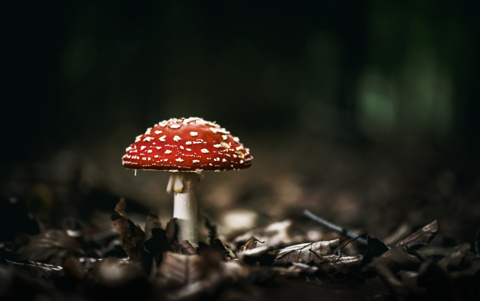 Download Close-up Fall Nature Mushroom 4k Ultra HD Wallpaper