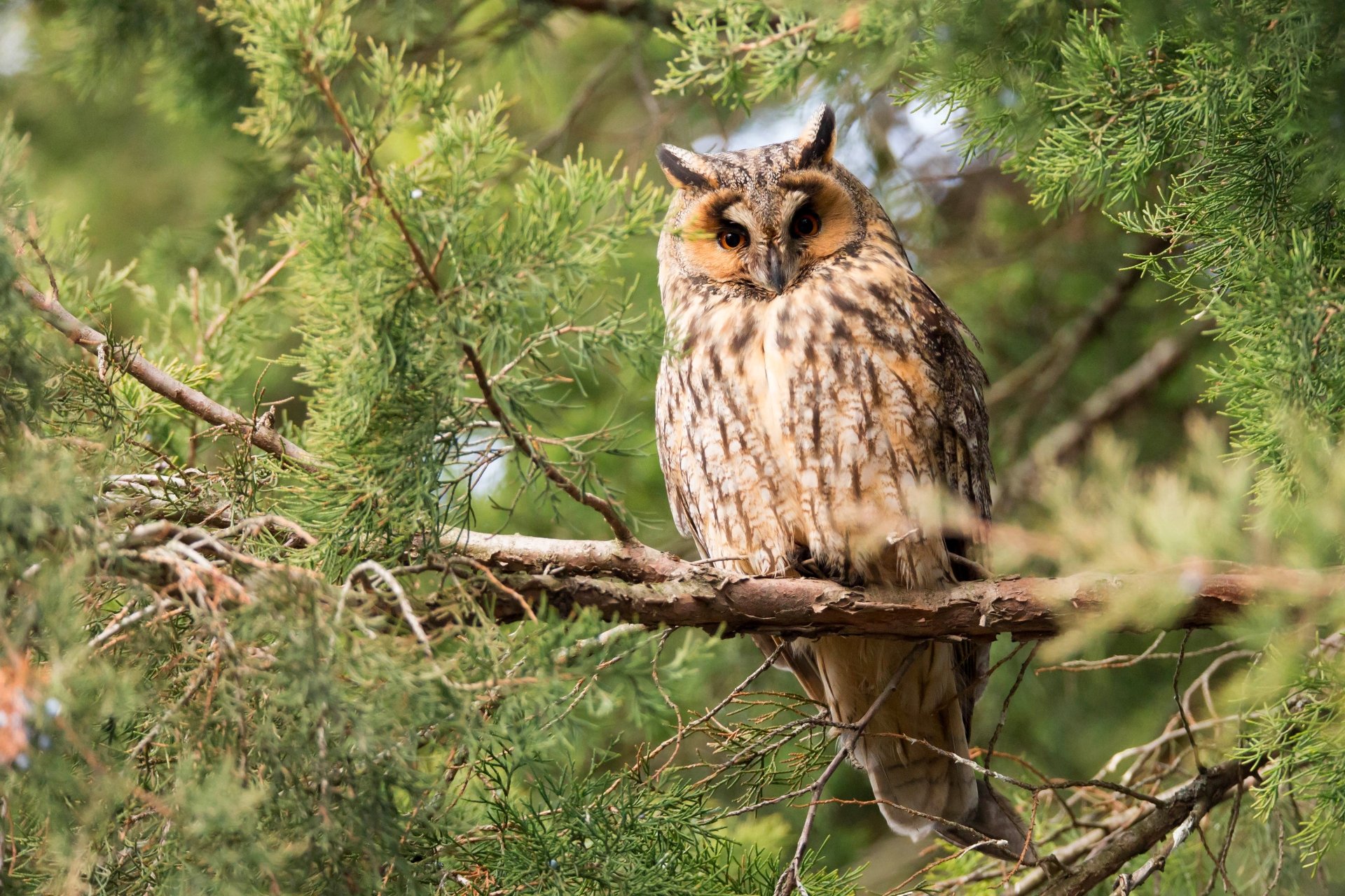 Close-up of a Eurasian eagle-owl perched on a tree branch, captured in vibrant detail as a 4K Ultra HD bird and animal desktop wallpaper.
