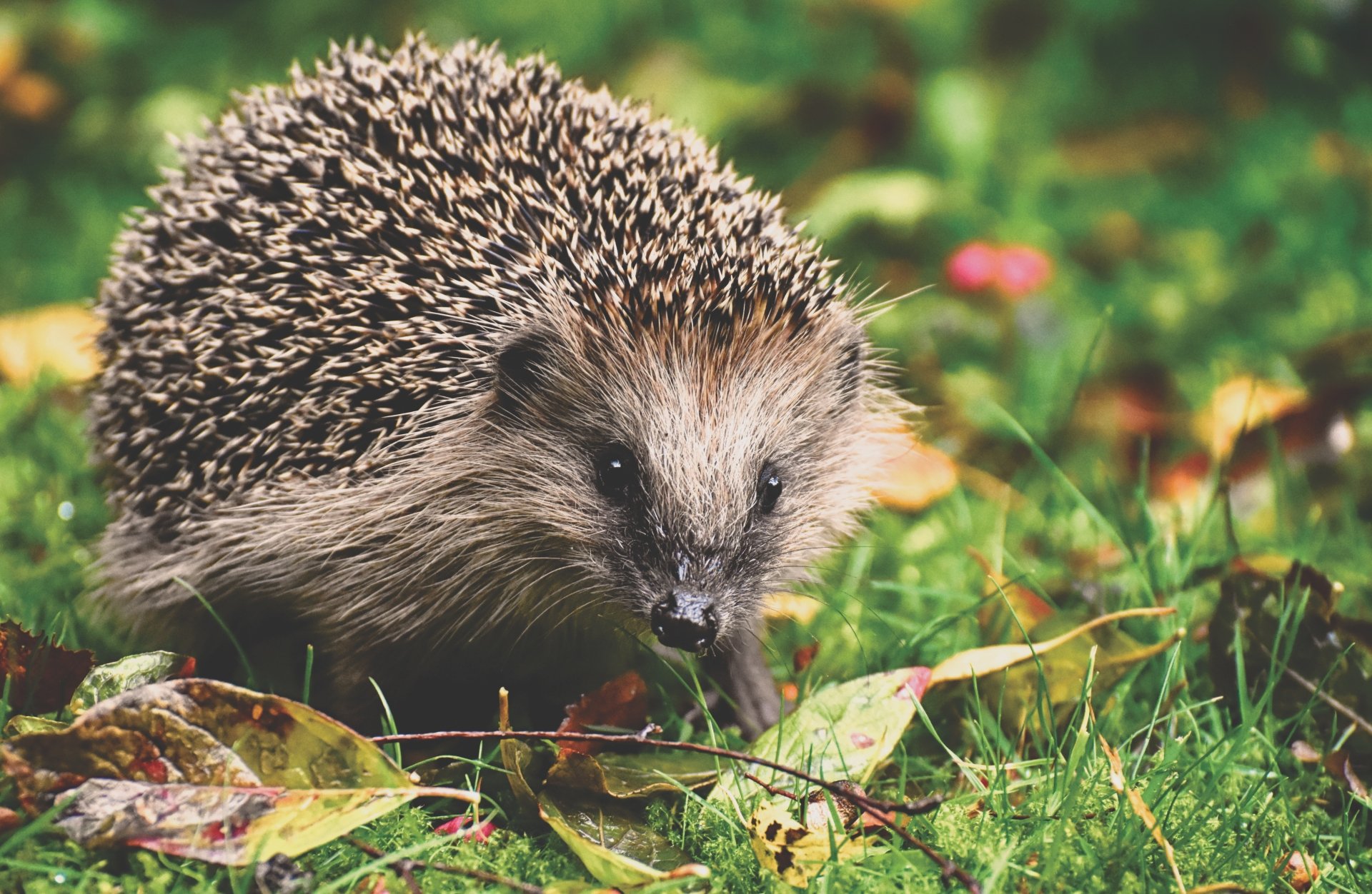 A close-up 4K Ultra HD image of a hedgehog on green grass with fallen leaves, captured as a vibrant PC desktop wallpaper background.