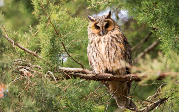 Close-up of a Eurasian eagle-owl perched on a tree branch, captured in vibrant detail as a 4K Ultra HD bird and animal desktop wallpaper.