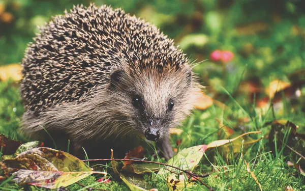 A close-up 4K Ultra HD image of a hedgehog on green grass with fallen leaves, captured as a vibrant PC desktop wallpaper background.