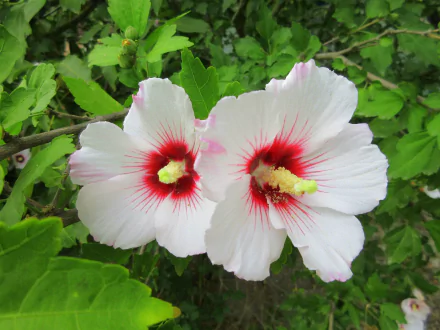 nature hibiscus HD Desktop Wallpaper | Background Image