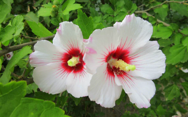 nature hibiscus HD Desktop Wallpaper | Background Image