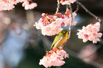 spring flower blossom Animal White-eye HD Desktop Wallpaper | Background Image