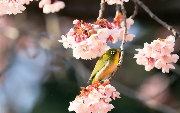spring flower blossom Animal White-eye HD Desktop Wallpaper | Background Image