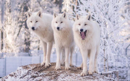 HD PC desktop wallpaper: three white wolves on a snowy mound in a winter forest — an animal/wolf scene with one yawning, frosted trees in the background.