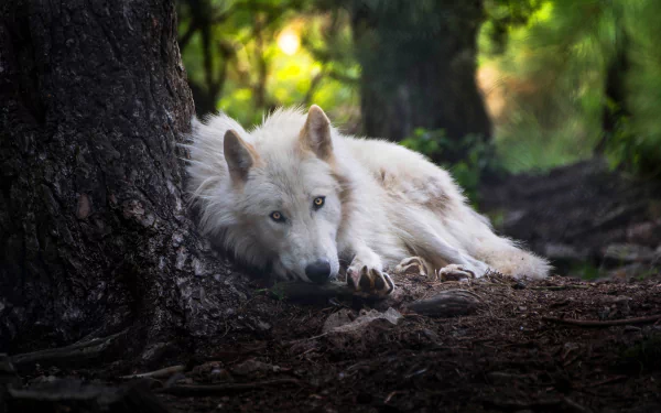 white wolf Animal wolf HD Desktop Wallpaper | Background Image