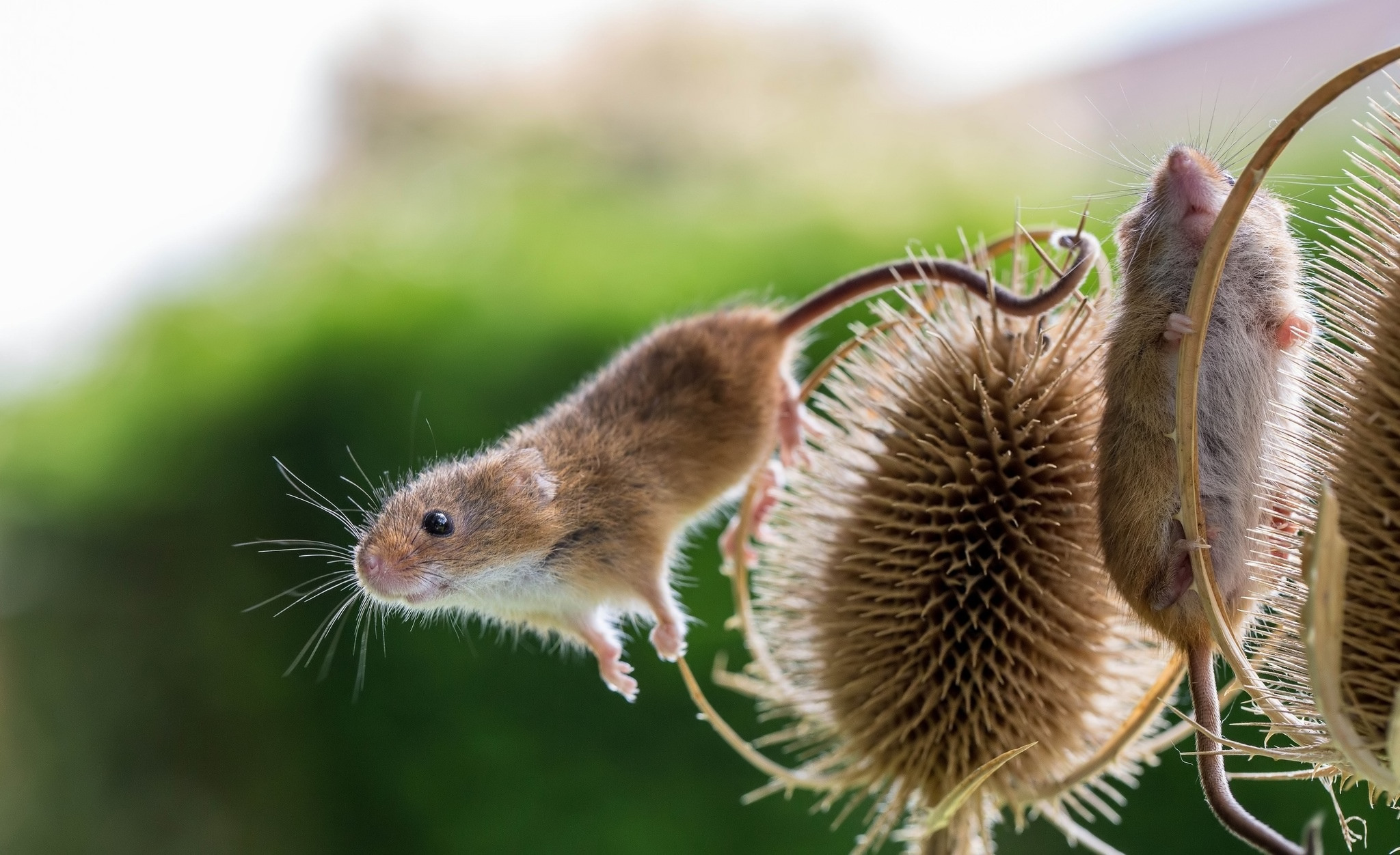 Mouse HD Wallpaper | Background Image | 2048x1252 | ID:968551