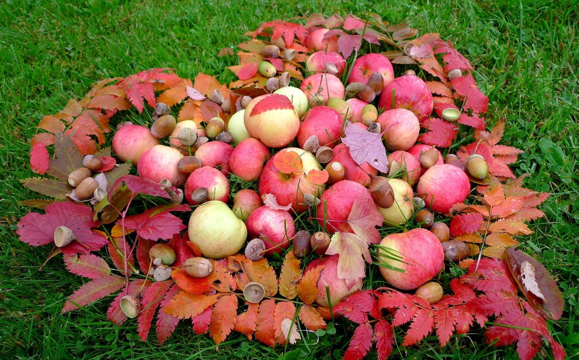 Download Food Apple HD Wallpaper