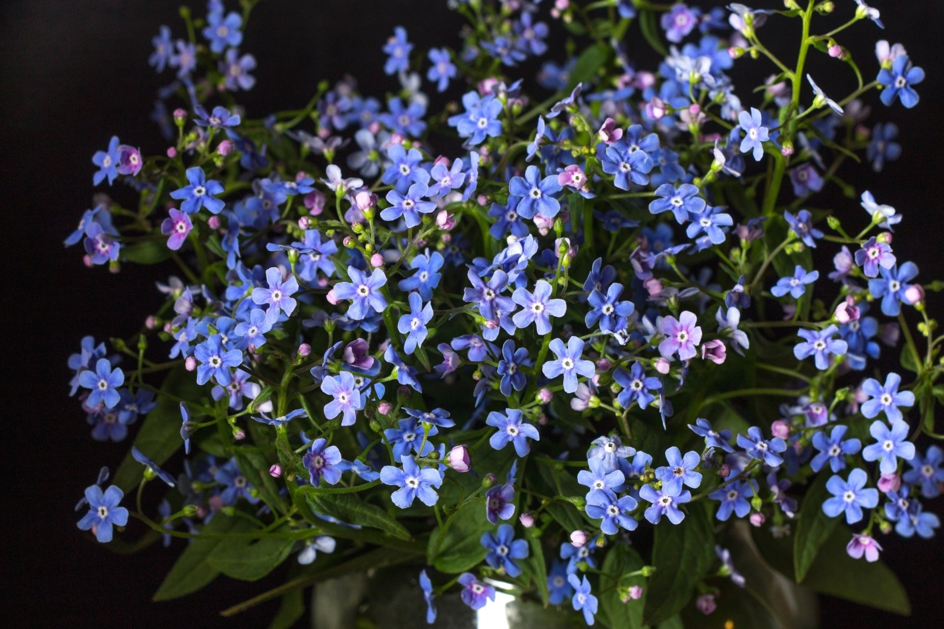 Download Nature Forget-me-not HD Wallpaper
