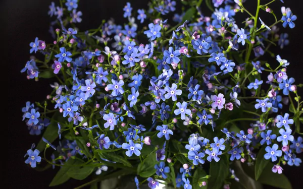 nature forget-me-not HD Desktop Wallpaper | Background Image